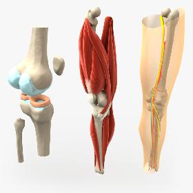 Whooping Crane 3D model